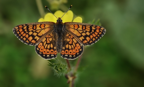 Уникальный вид бабочек «ледникового периода» обнаружен на востоке Турции